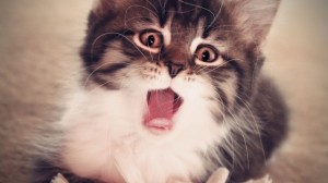 Shocked-Kitten-Face-640x360